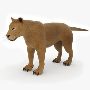 Lioness Female Lion 3D Model Rigged and Animated