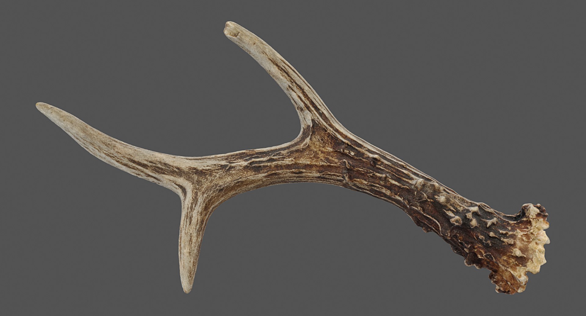 Realistic Deer Antler 3D Model - TurboSquid 1189925