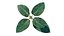 Planta ficus audrey