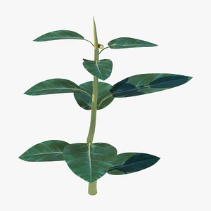 3D Ficus audrey plant