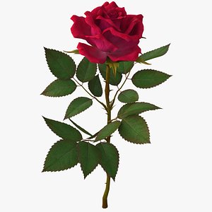 red rose 3D model