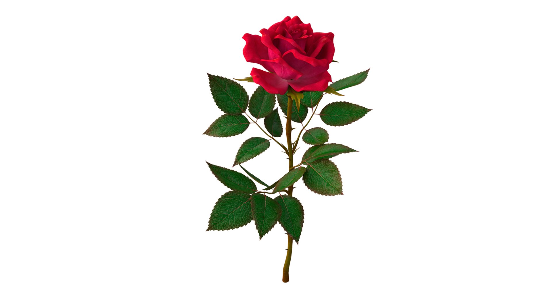 Red Rose 3D Model - TurboSquid 1325094