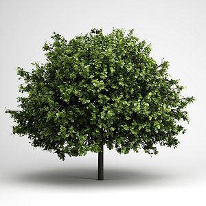 3d small-leaved lime 16 model