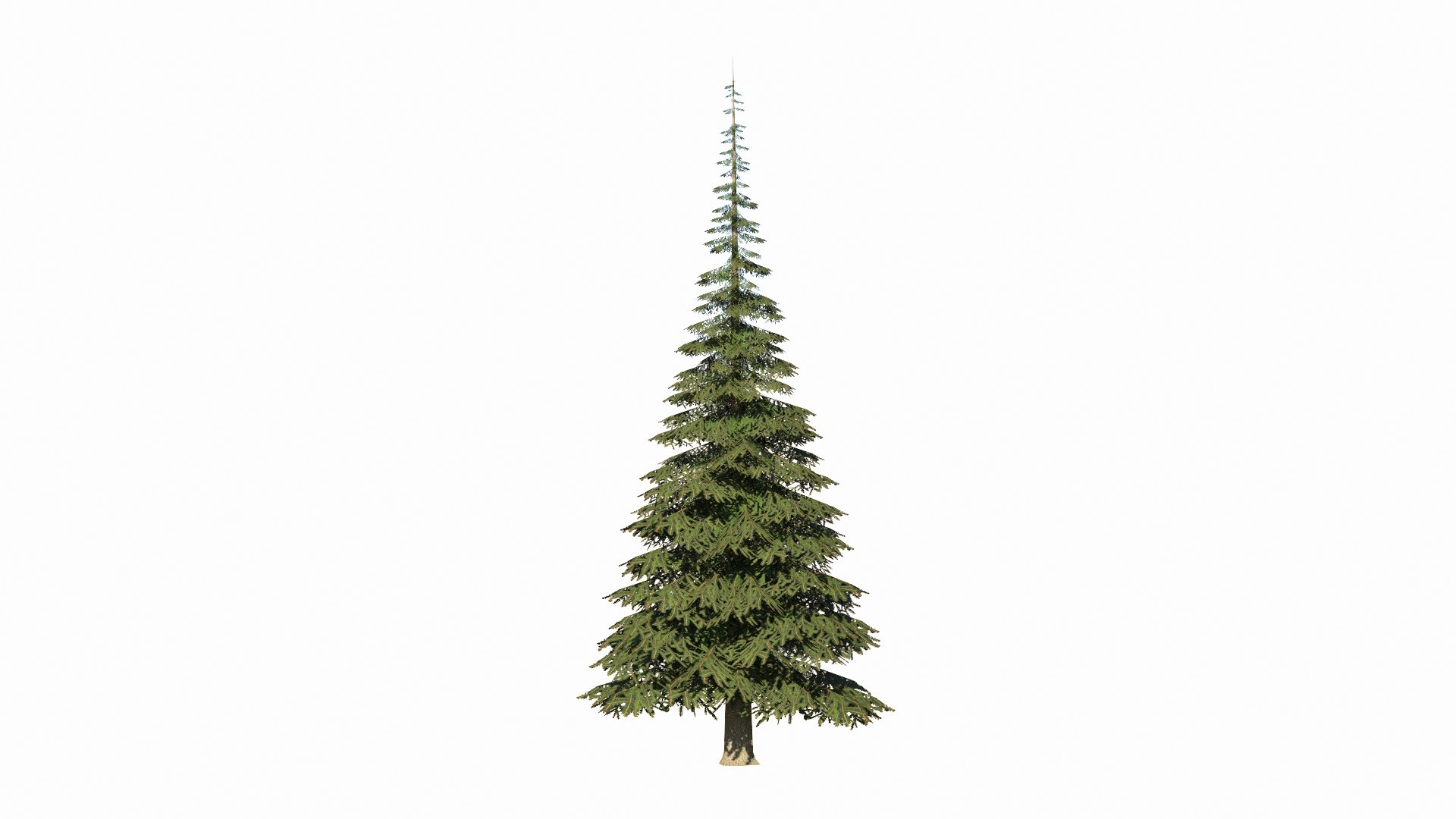3D Model Spruces Low Poly Collection - TurboSquid 2320209