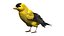 Gold Finch Fur Animation Rigged