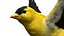 Gold Finch Fur Animation Rigged