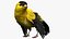 Gold Finch Fur Animation Rigged
