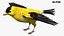 Gold Finch Fur Animation Rigged