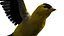 Gold Finch Fur Animation Rigged