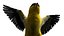 Gold Finch Fur Animation Rigged