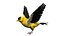 Gold Finch Fur Animation Rigged