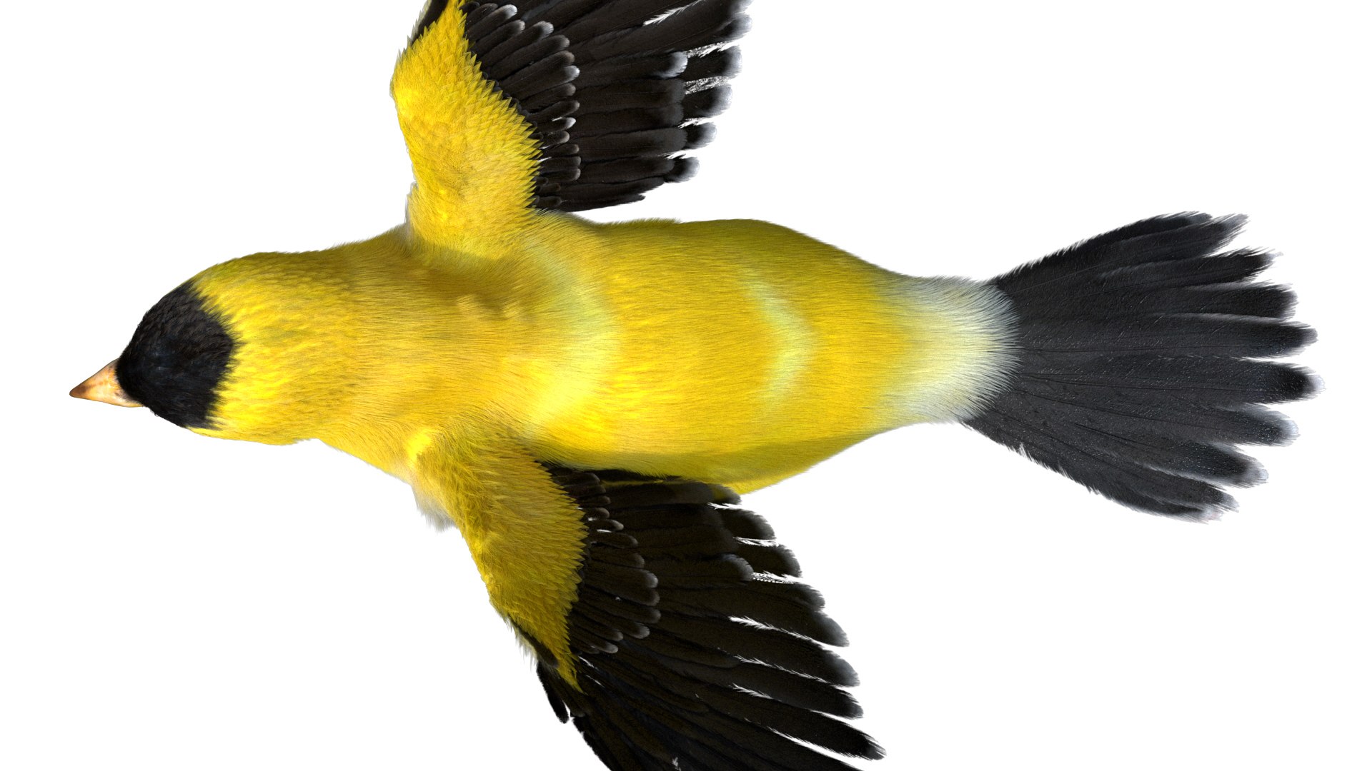 realistic rigged 3D model https://p.turbosquid.com/ts-thumb/xu/iumYwa/Gh8ofHP0/16/jpg/1583285681/1920x1080/fit_q87/cf0faeec1e91a35f88924adee258e2861dc53091/16.jpg