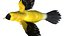 Gold Finch Fur Animation Rigged