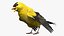 Gold Finch Fur Animation Rigged