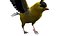 Gold Finch Fur Animation Rigged