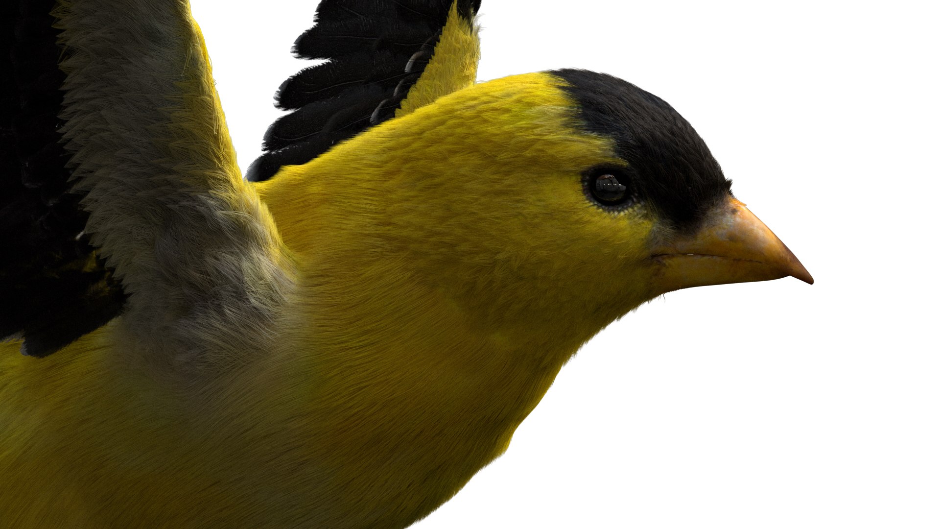 realistic rigged 3D model https://p.turbosquid.com/ts-thumb/xu/iumYwa/KBqJLW0b/12/jpg/1583285681/1920x1080/fit_q87/1cdf7f9a2629bc8d726eaf37a83d801af132b1ab/12.jpg