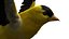 Gold Finch Fur Animation Rigged
