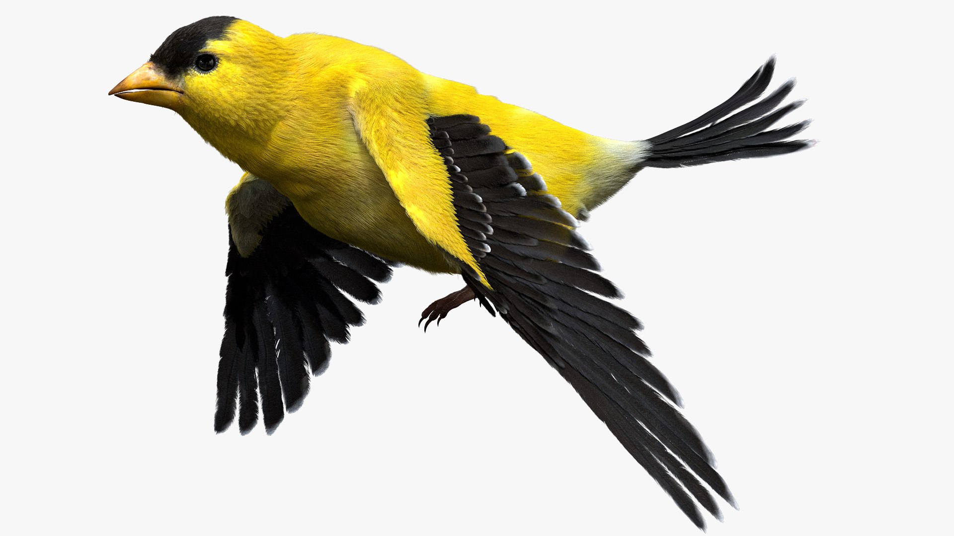 realistic rigged 3D model https://p.turbosquid.com/ts-thumb/xu/iumYwa/RycYw4Ky/08/jpg/1583285681/1920x1080/fit_q87/db87ebf3caa653abb3f37e6930a8ccaa51a64c03/08.jpg