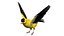 Gold Finch Fur Animation Rigged