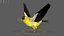 Gold Finch Fur Animation Rigged