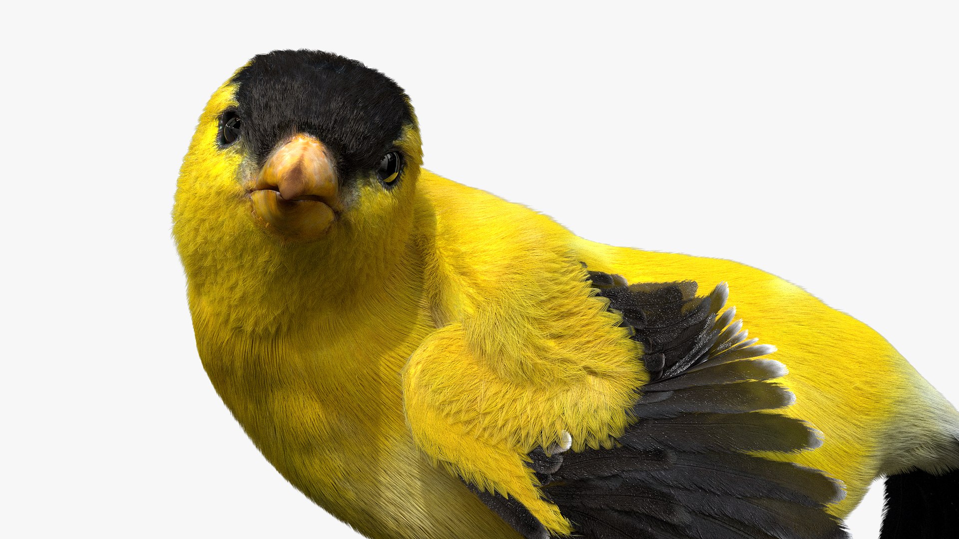 realistic rigged 3D model https://p.turbosquid.com/ts-thumb/xu/iumYwa/m3QivIRm/06/jpg/1583285681/1920x1080/fit_q87/e0d89feea979db3c4a2a0da4c559dac1d1856a92/06.jpg