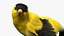 Gold Finch Fur Animation Rigged