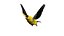 Gold Finch Fur Animation Rigged