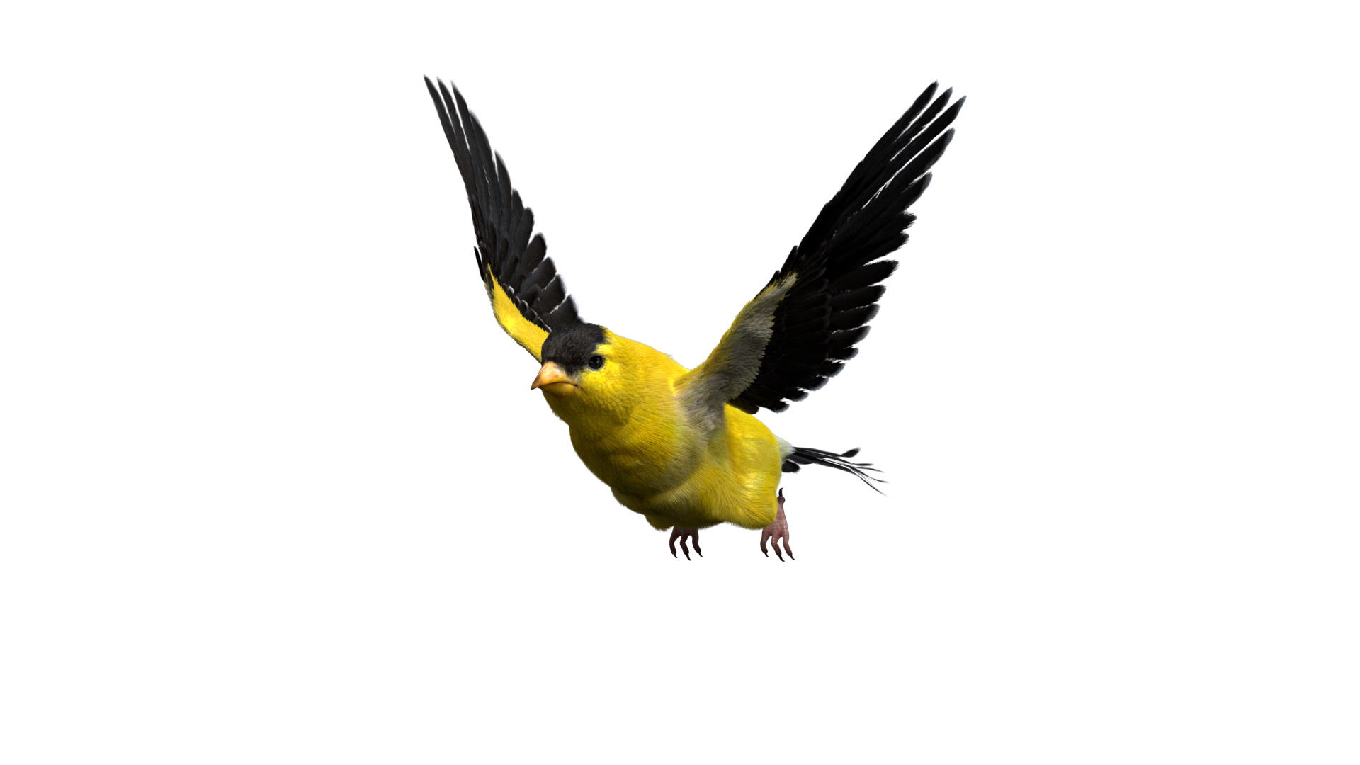 realistic rigged 3D model https://p.turbosquid.com/ts-thumb/xu/iumYwa/yRs24icu/fly/jpg/1595323772/1920x1080/turn_fit_q99/809247ce8a82da403a5f83d0ed268ea9d962296a/fly-1.jpg