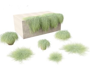 3D model Casuarina glauca - Brazilian beefwood
