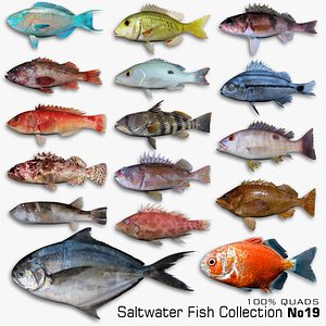 3D Saltwater Fish Collection 19