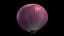 Onion