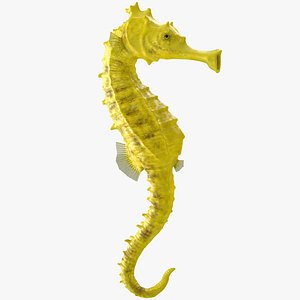 slender seahorse hippocampus reidi 3D model