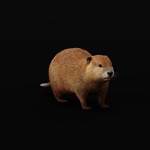 Beaver 3D model