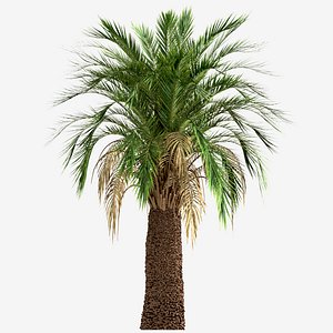 3D model Set of Macrozamia Moorei Palm or Carnarvon Gorge  Trees - 3 Trees
