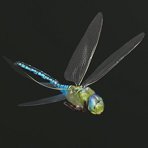 Dragonfly Flying Fur Animated Rigged For Maya 3D