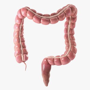 Large Intestine Colon PBR 3D
