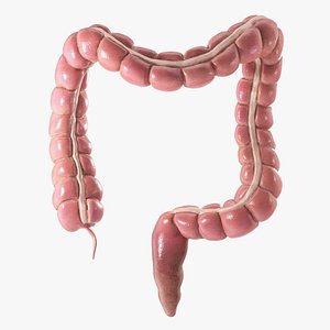 Large Intestine Colon PBR