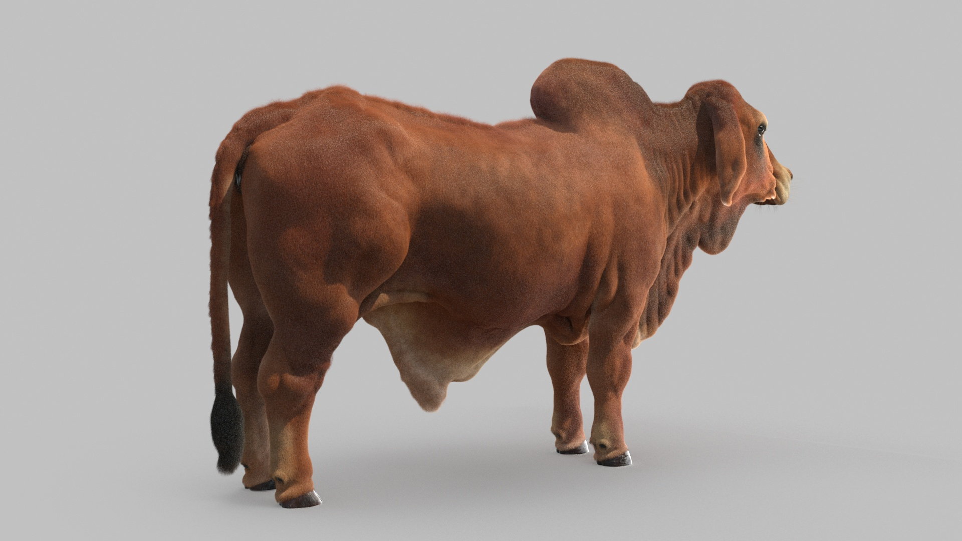 Indian Bull 3D Model - TurboSquid 1702648