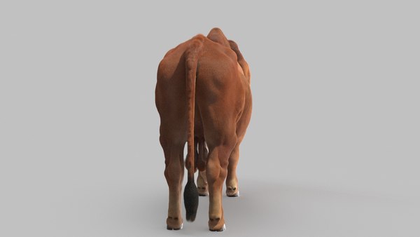 Indian Bull 3D Model - TurboSquid 1702648