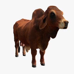 indian bull 3D model