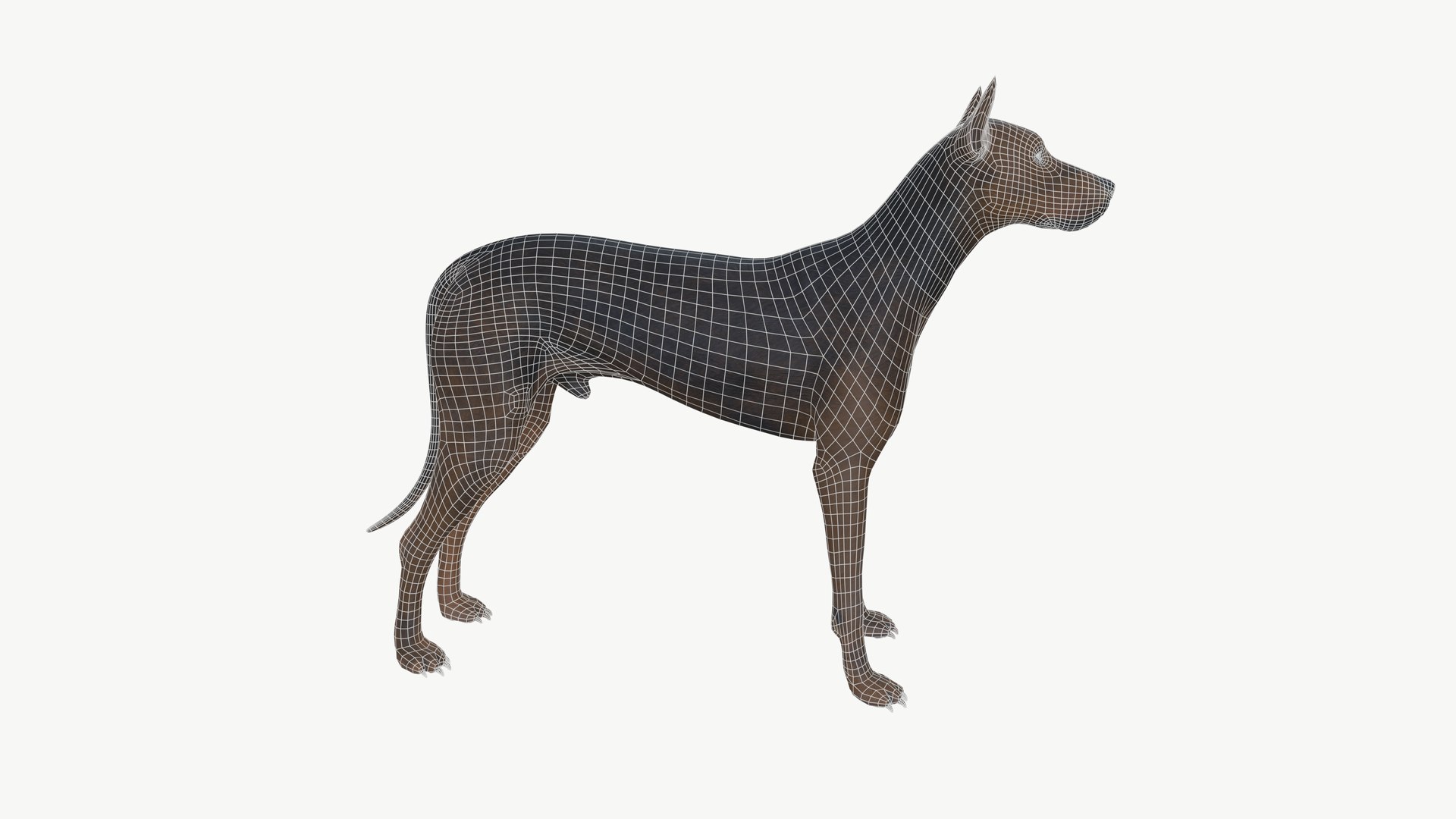 Brown Dog 3D Model - TurboSquid 2331262