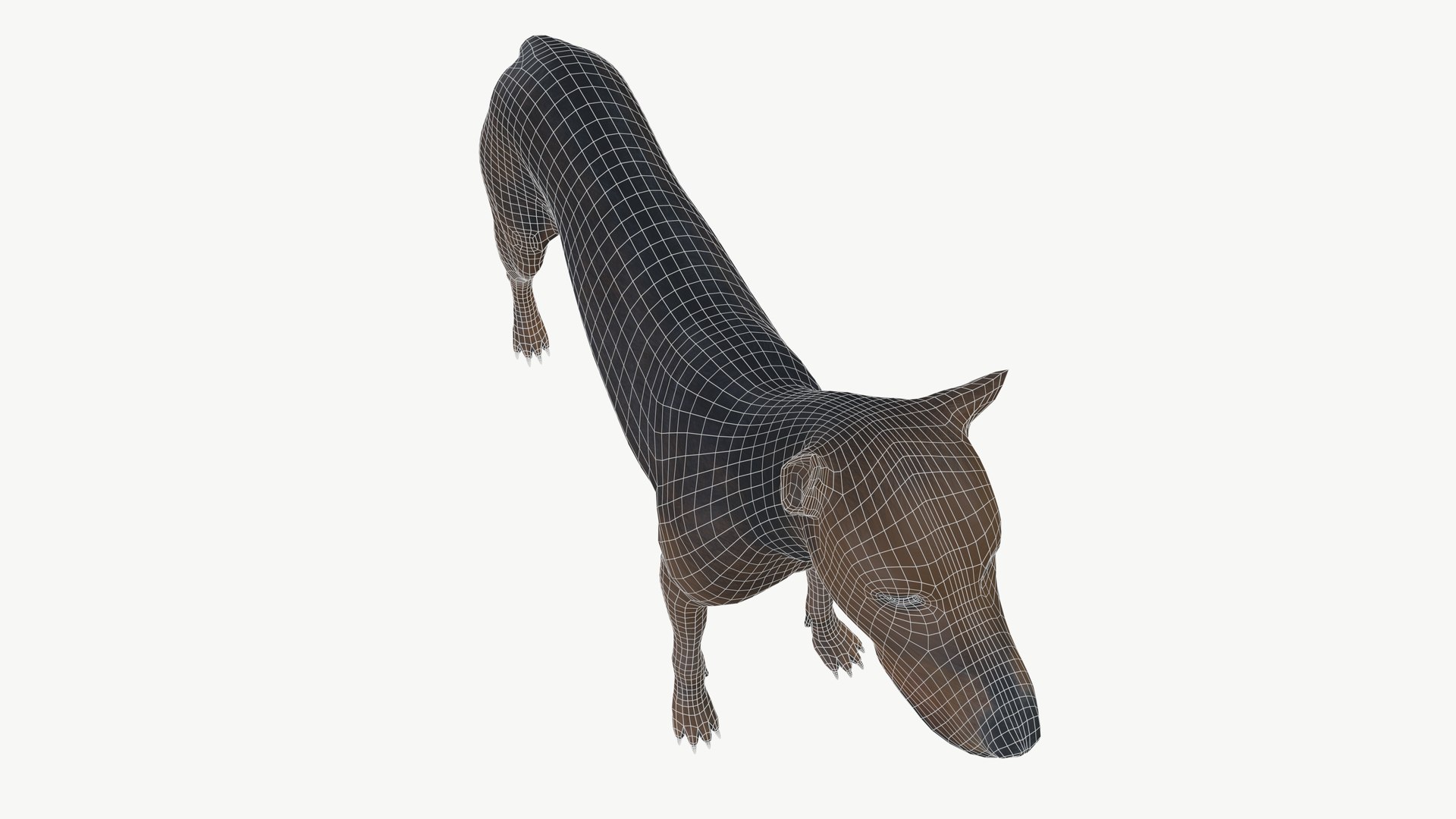 Brown Dog 3D Model - TurboSquid 2331262
