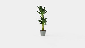 Collection of Dracaena Houseplants - 3 Models 3D model