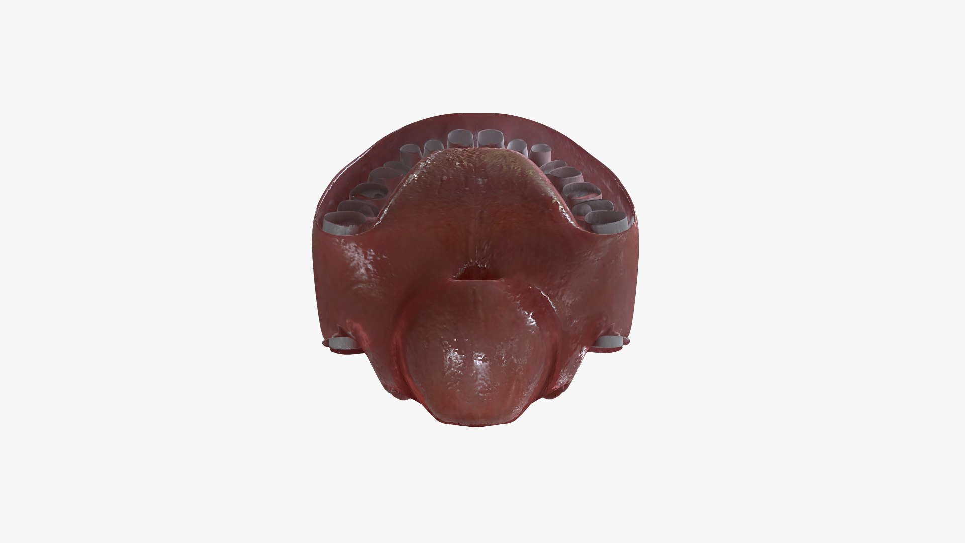 3D TET-002 Rigged Teeth - TurboSquid 1993501