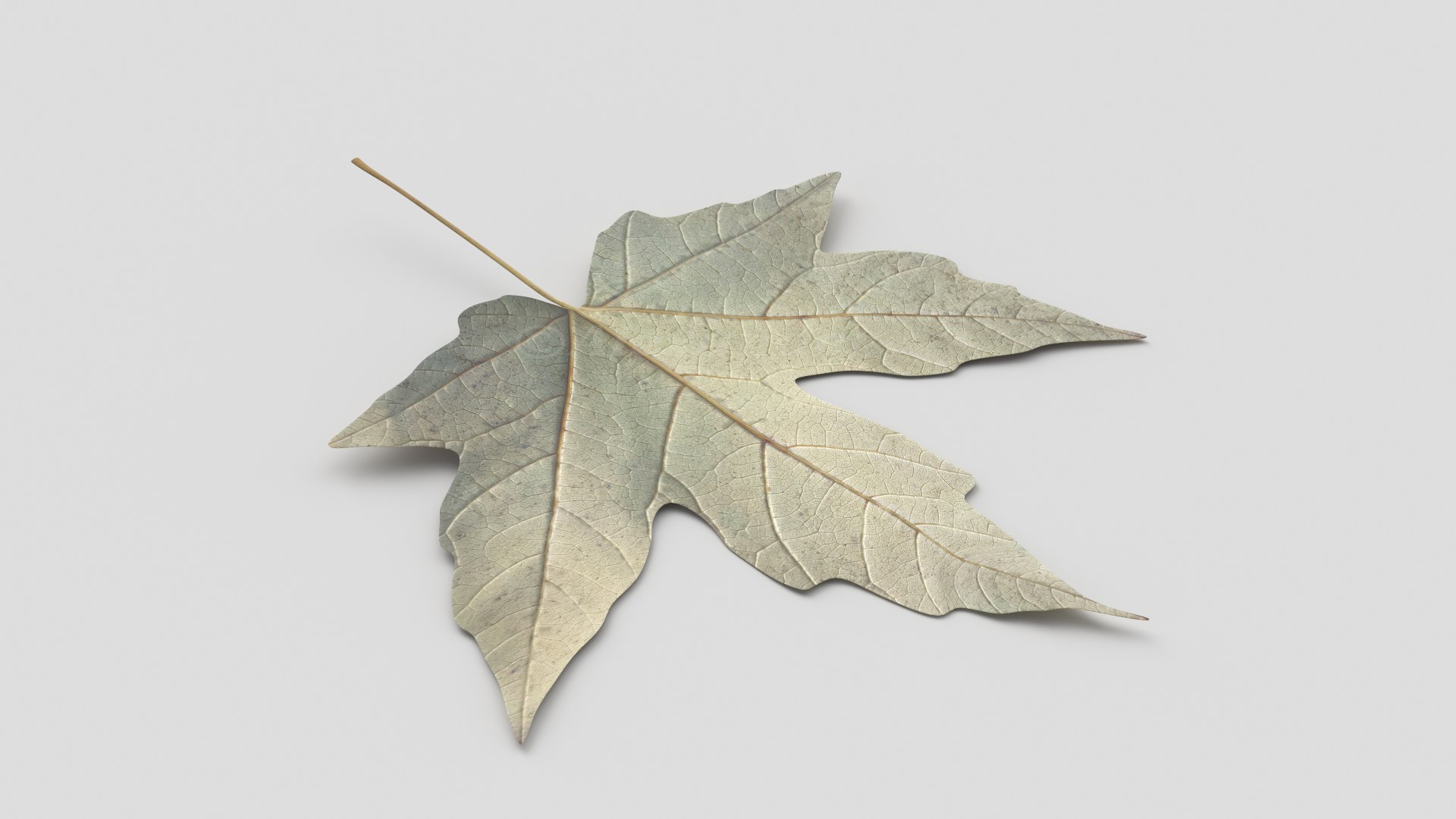 Amur Maple Autumn Leaf Model - TurboSquid 2316512