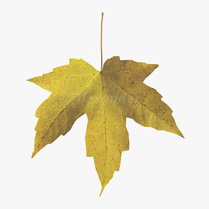 Amur maple autumn leaf