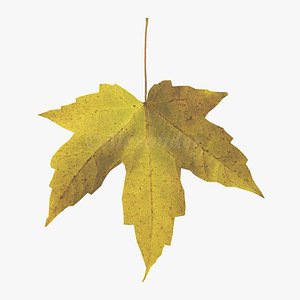 Amur maple autumn leaf
