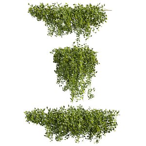 3D model plant vol 899 - bush - Outdoor - ivy - pothos