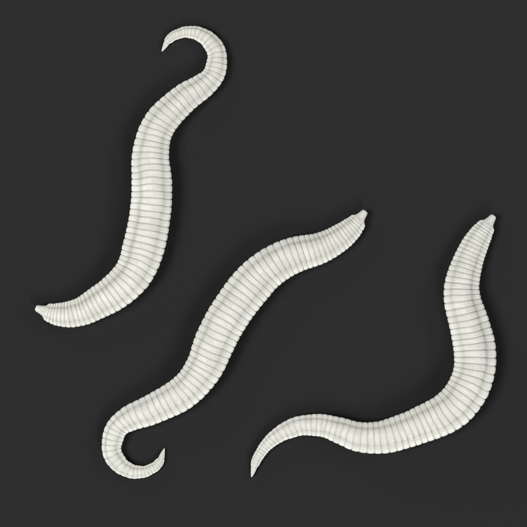 Pinworm Enterobius Vermicularis 3d Model