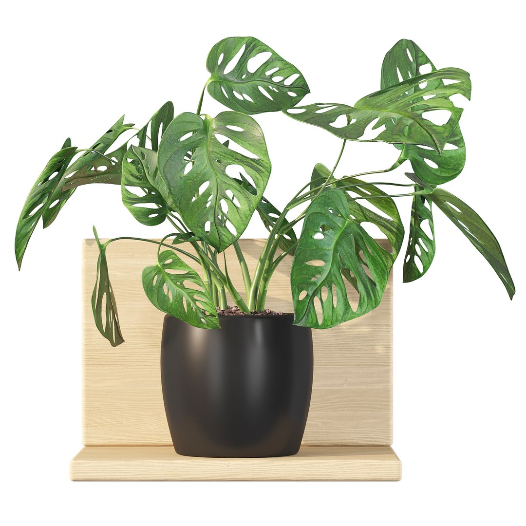 Monstera monkey mask 01 3D model https://p.turbosquid.com/ts-thumb/xv/zWYqK5/2q/monsteramonkeymask01b/jpg/1663753197/1920x1080/fit_q87/461d7e6a5c679dd34dc7c76a955c0bb7ac977588/monsteramonkeymask01b.jpg